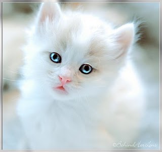 Gambar-gambar Lucu Kucing angora