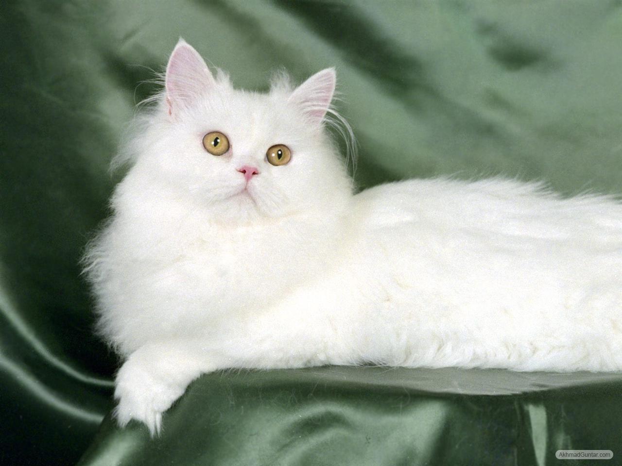 ... gambar gambar lucu kucing angora tersebut gambar gambar lucu kucing