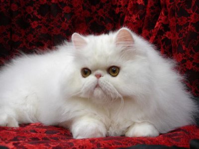 Gambar-gambar lucu Kucing angora