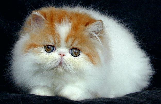 Gambar-gambar lucu Kucing angora