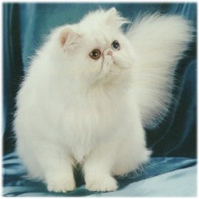 Gambar-gambar lucu Kucing angora