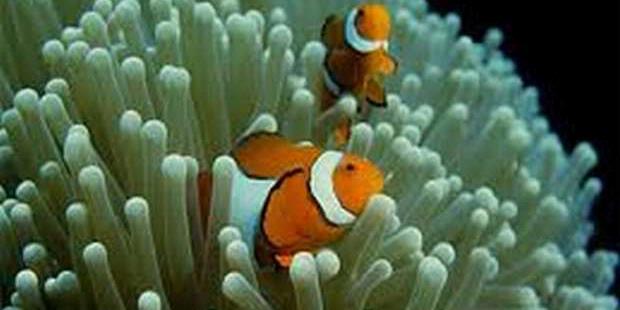 Tips dan cara memelihara Ikan Badut Tips dan cara memelihara Ikan Badut